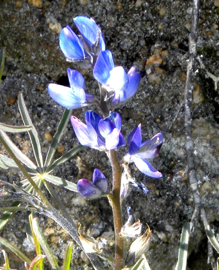 Infiorescenza azzurra - Sardegna - Lupinus angustifolius